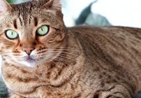 Are You Pet Sitter Material?