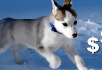 pet-sitting-profits pet-sitting-profits